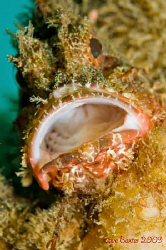 Scorpionfish having a yawn on the North Mole wreck freman... by Dave Baxter 